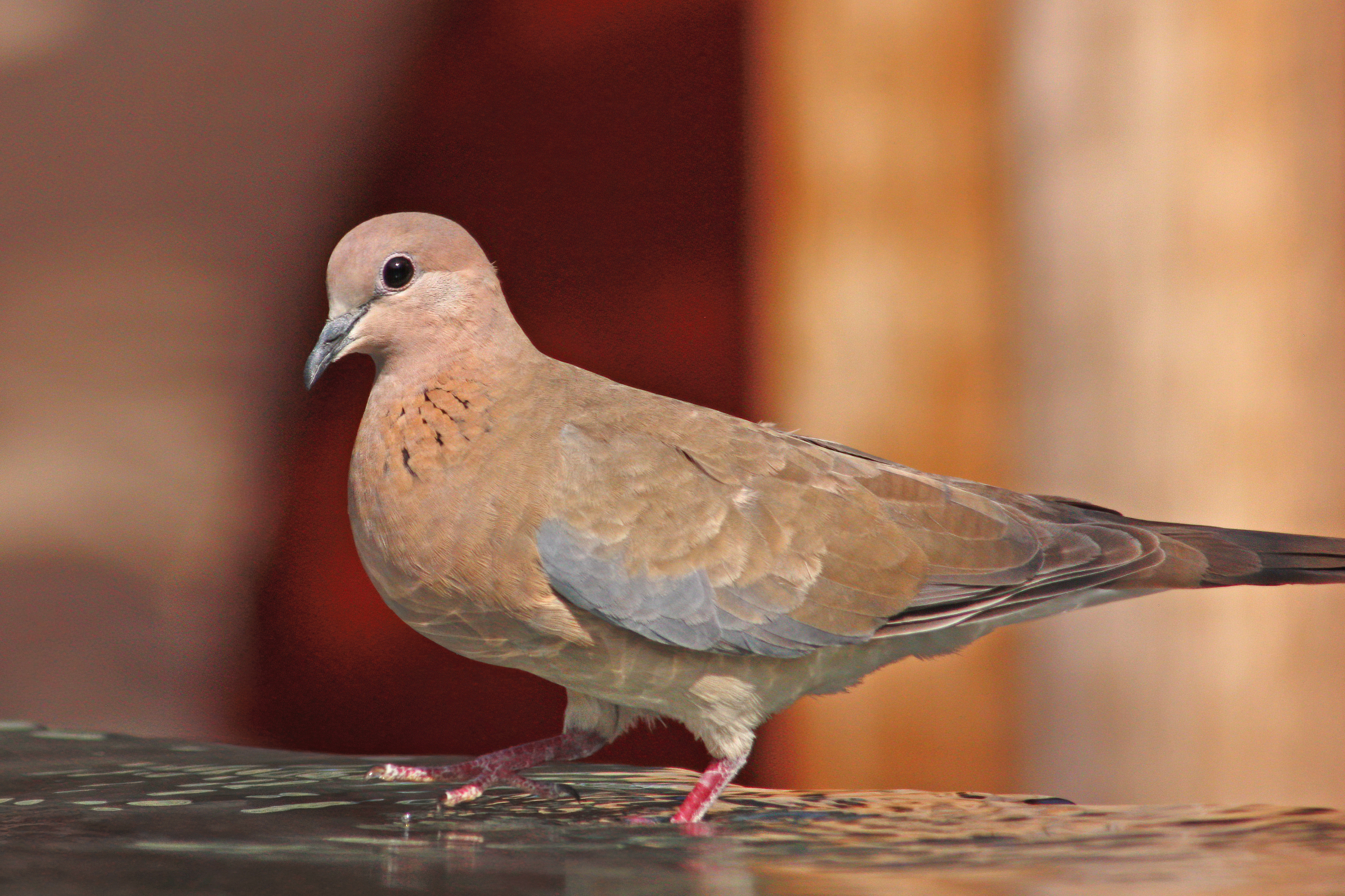 Laughing Dove Wikipedia