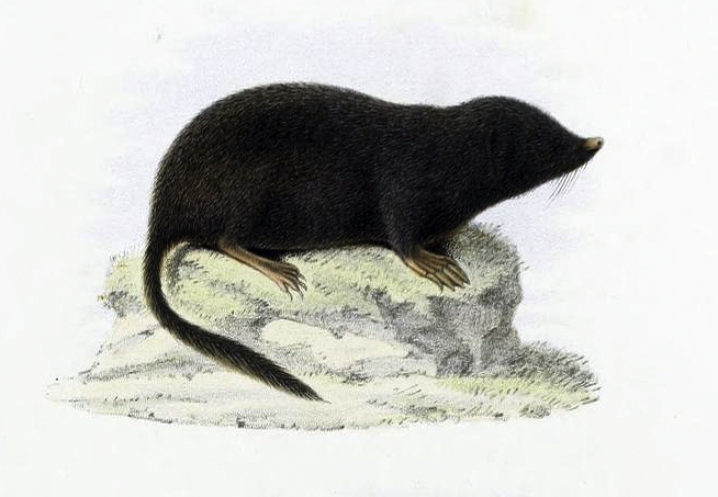 File:Long-tailed mole.jpg