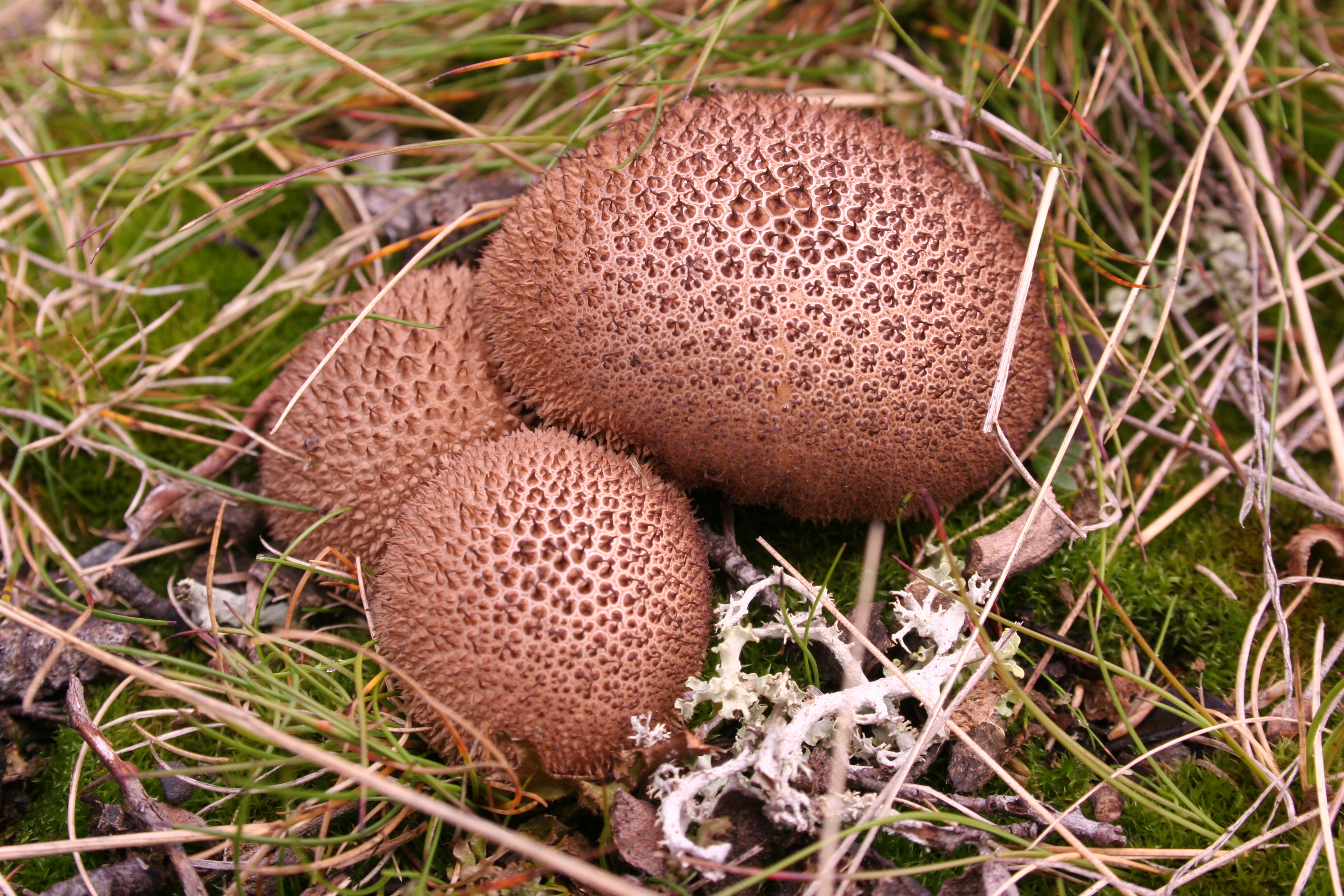 Lycoperdon umbrinum.JPG