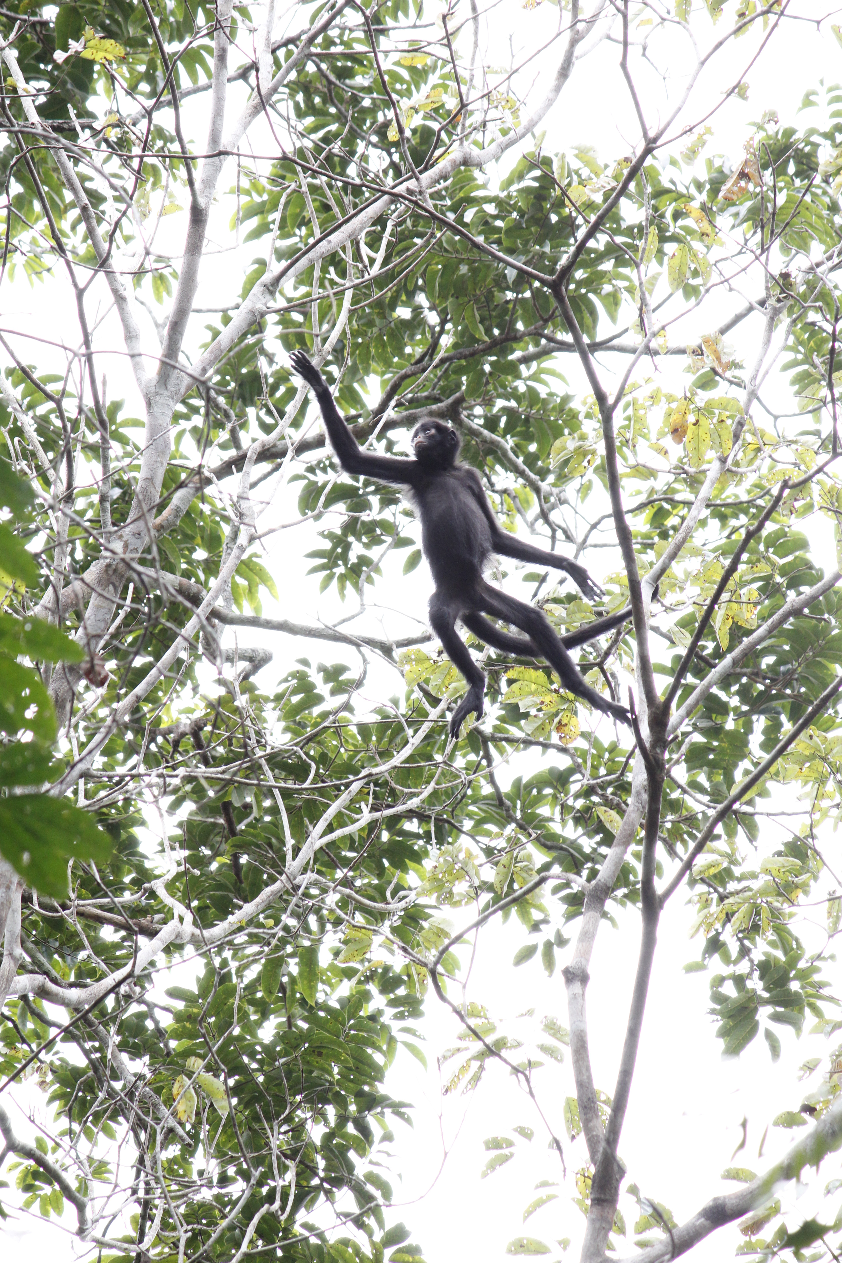 Macaco Aranha 