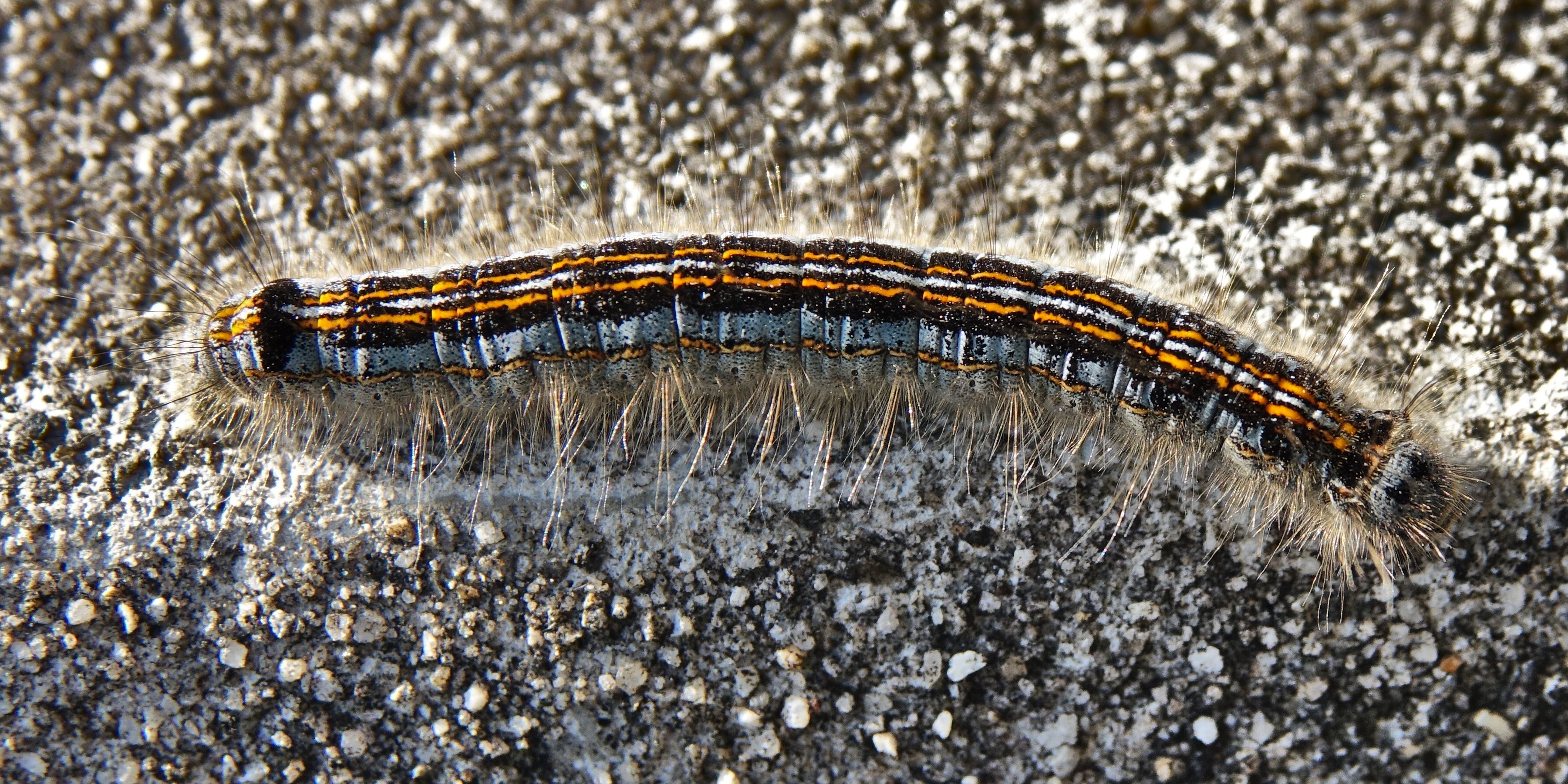 File Malacosoma Neustria Caterpillar Body Jpg Wikimedia Commons