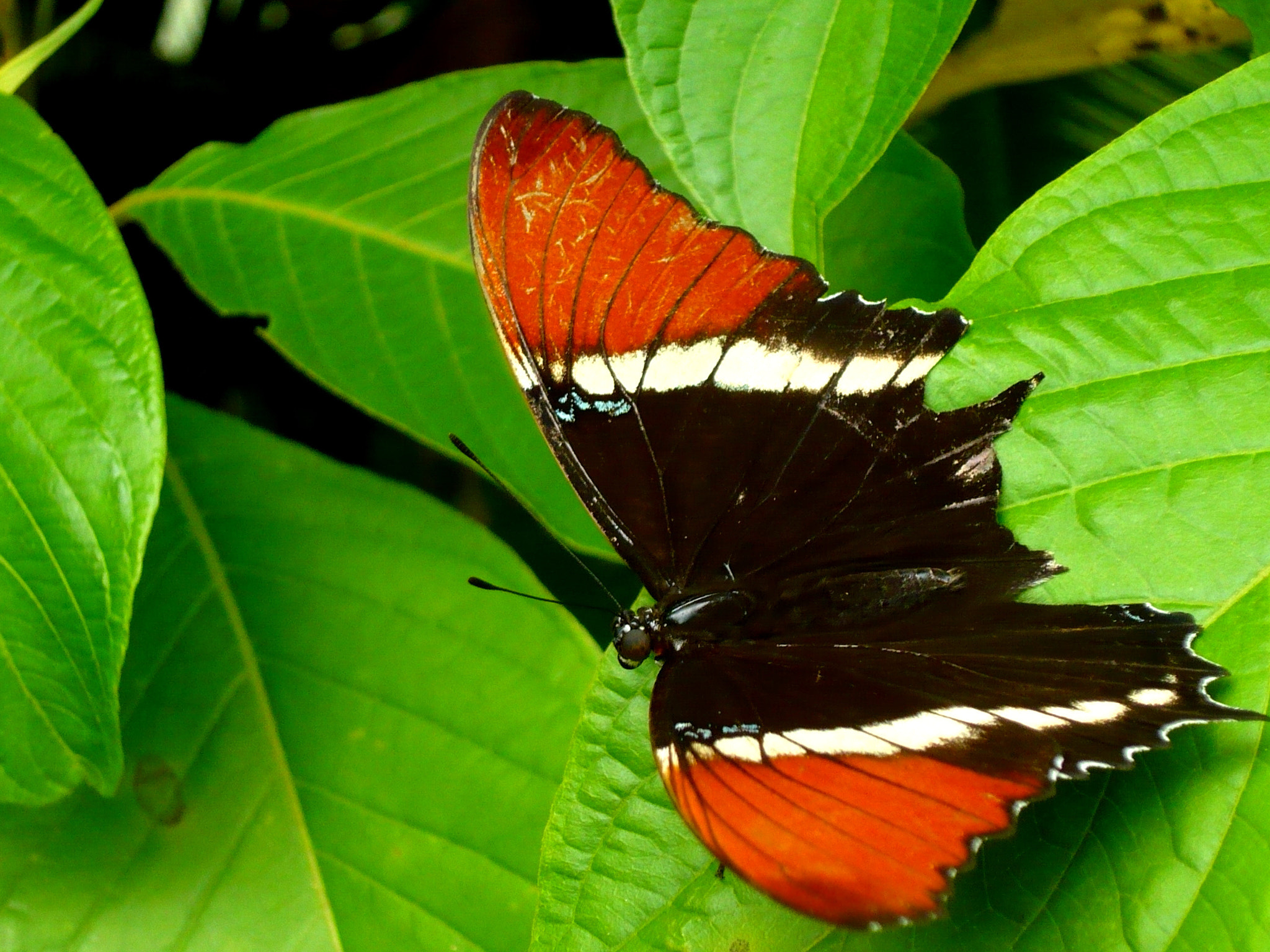 La procesionaria se convierte en mariposa