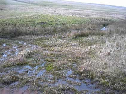 File:Marsh near the source of the Fowey - geograph.org.uk - 2134.jpg