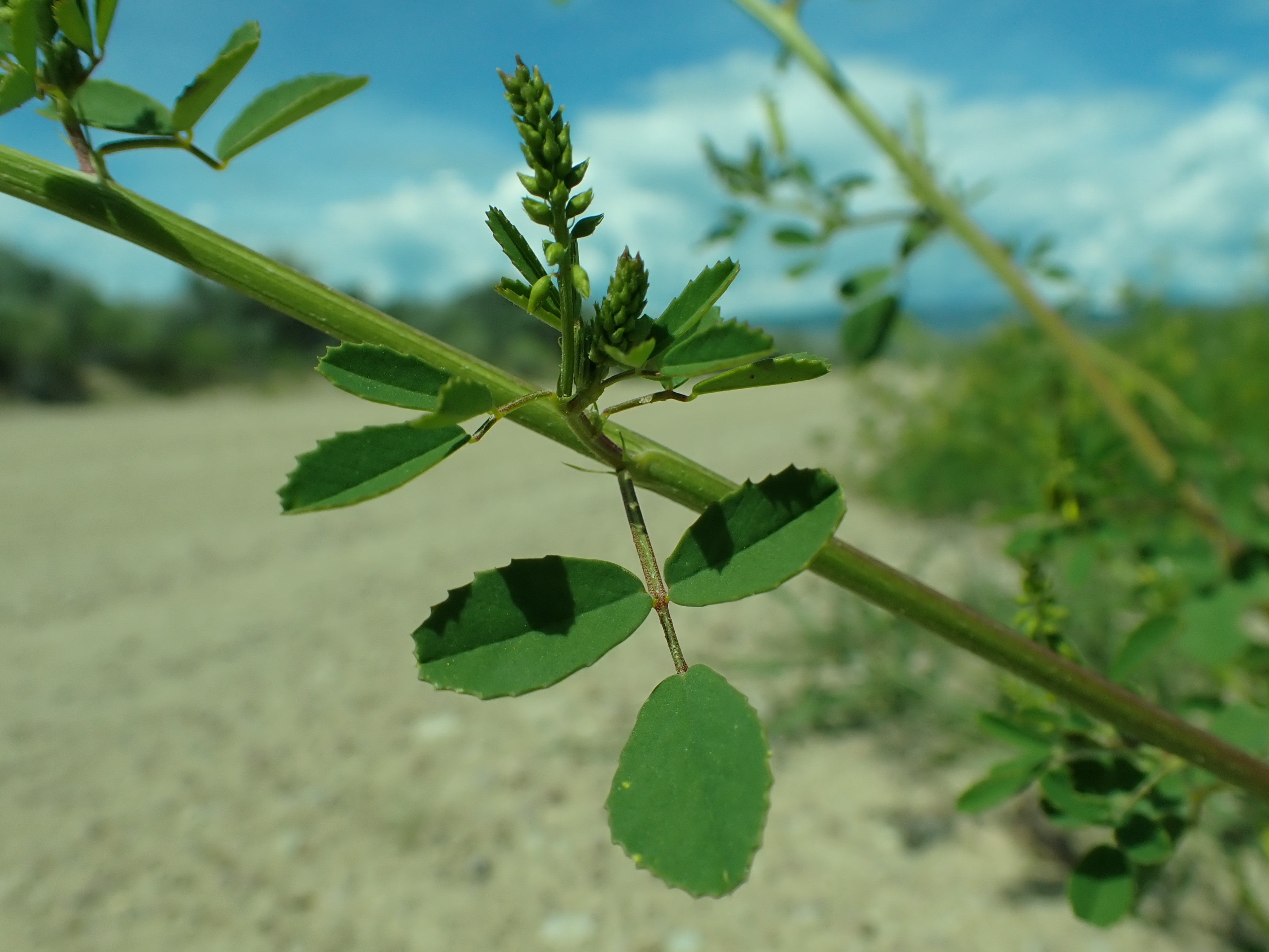 Melilotus officinalis