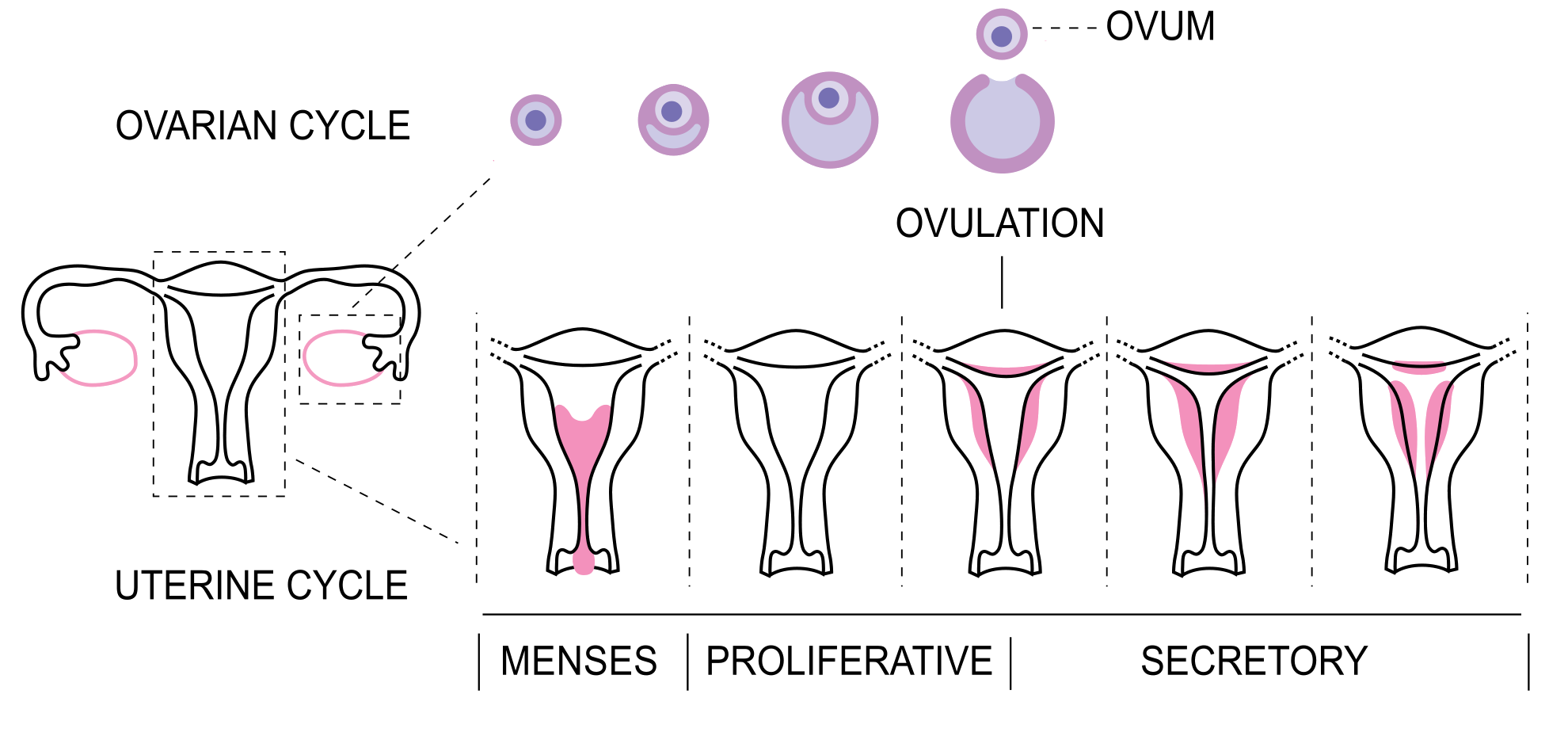 File:Menstrual Cycle bottom.png - Wikimedia Commons