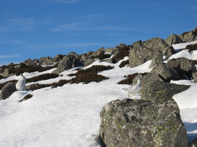 File:Mountain Hare and Ptarmigan - geograph.org.uk - 102636.jpg