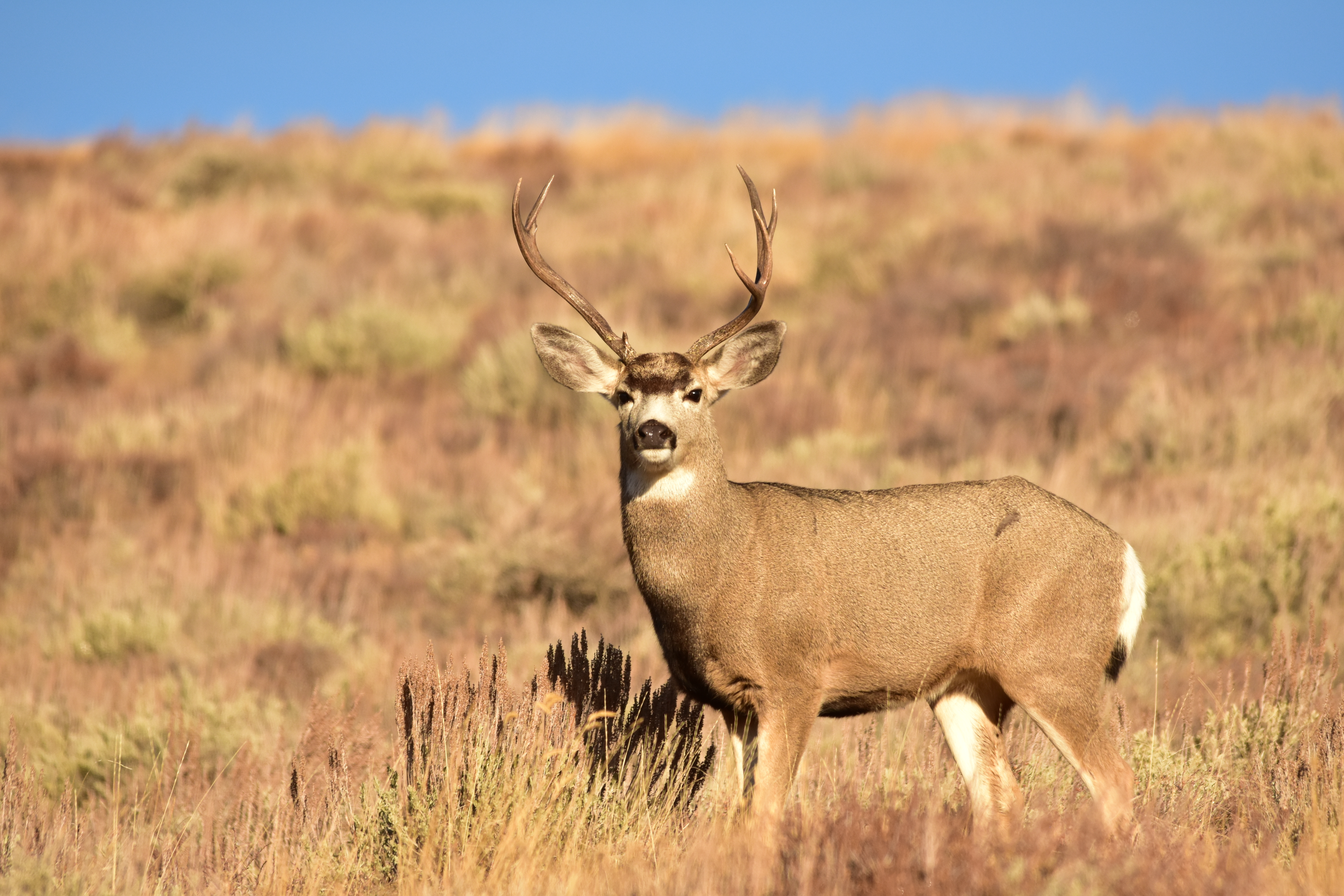 Venado mula