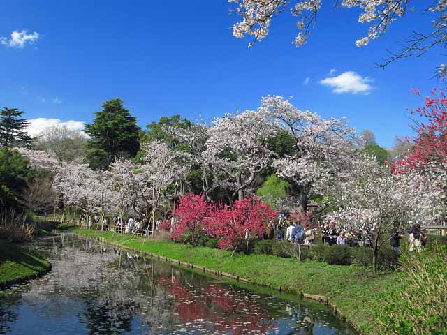 清水公園 Wikipedia