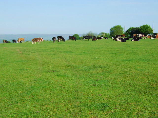 File:On the landing strip - geograph.org.uk - 439981.jpg