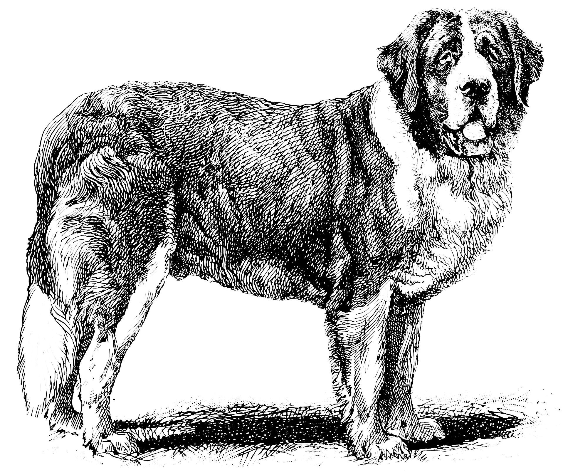 Empire Art Direct Saint Bernard Black and White Pet Paintings on