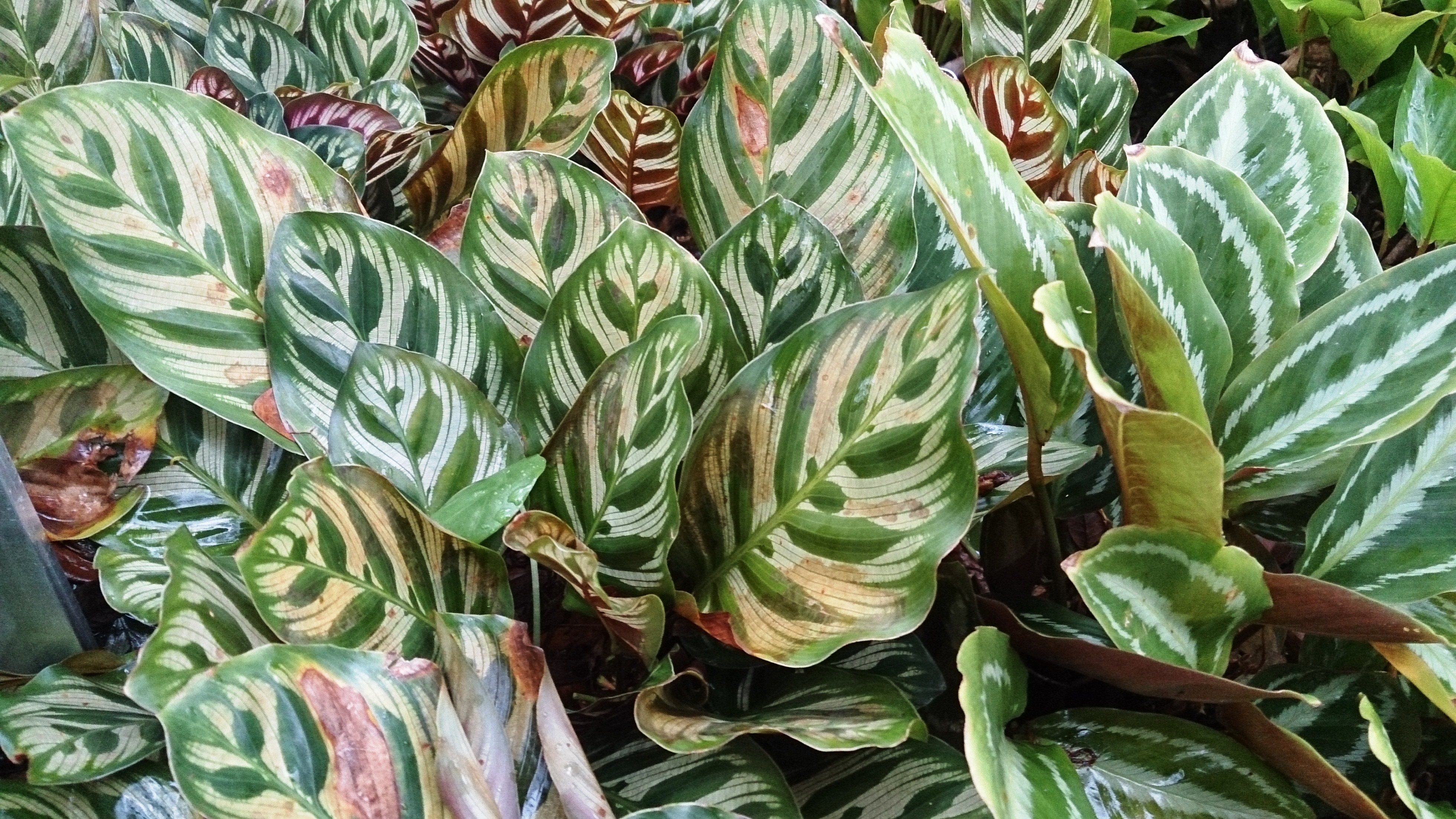 File:Peacock plant (Calathea makoyana).jpg - Wikimedia Commons