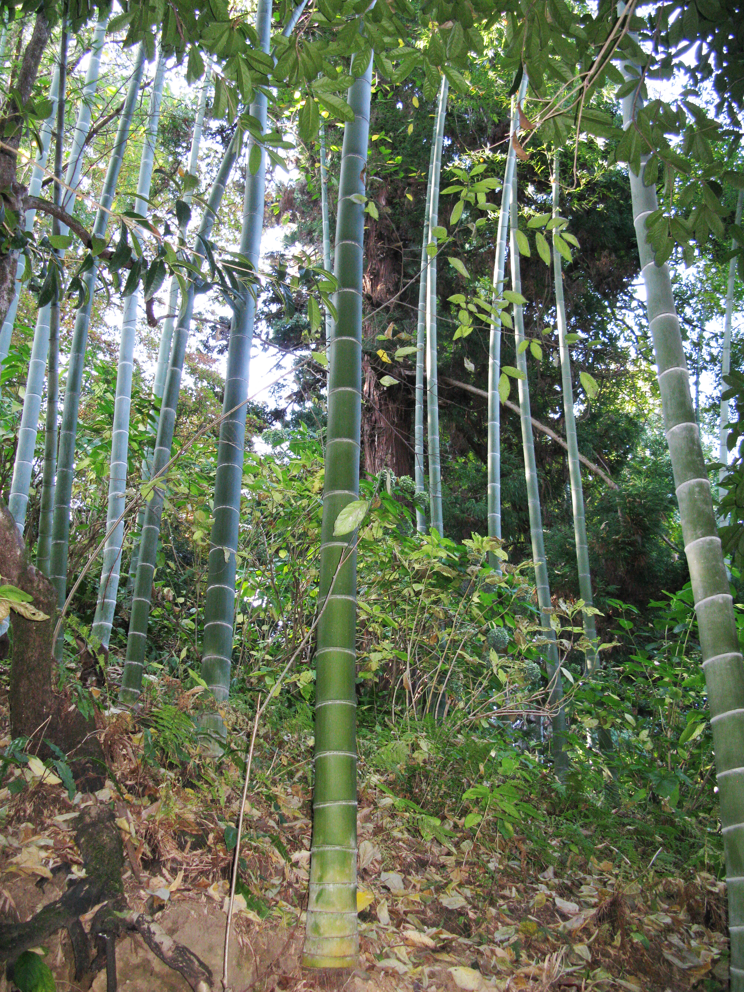 Phyllostachys edulis (Moso Bamboo)