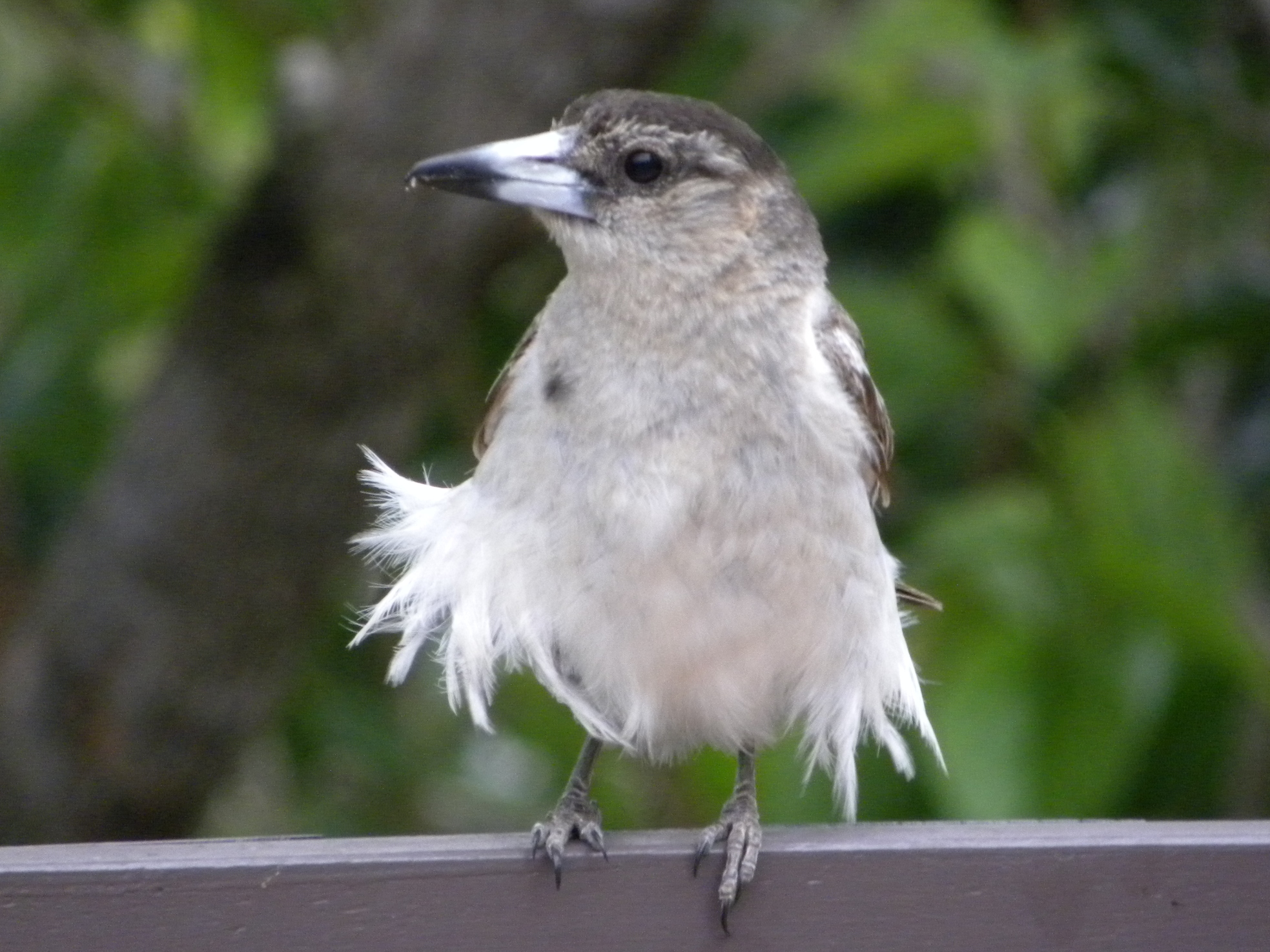 File:Pied Butcherbird - female (Cracticus nigrogularis) 02.jpg - Wikimedia  Commons