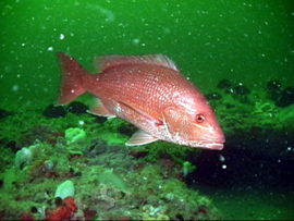 Northern red snapper - Wikipedia