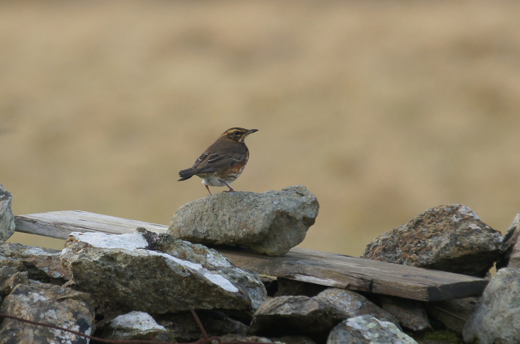 File:Redwing (Turdus iliacus), Baltasound - geograph.org.uk