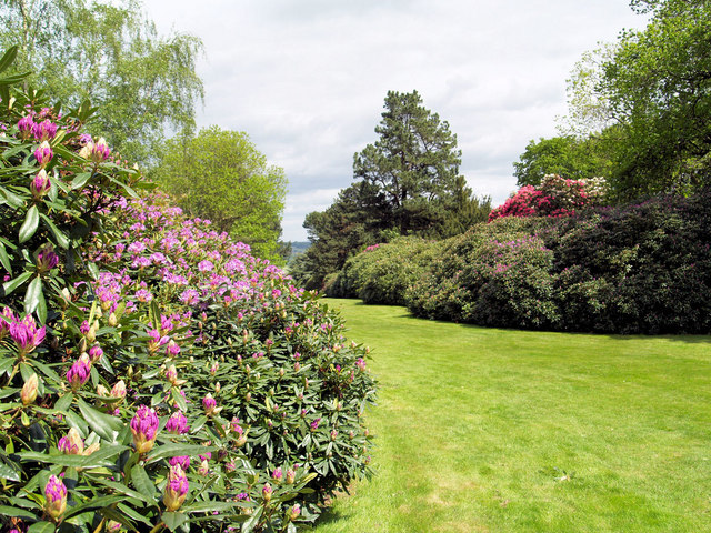 File:Rhododendrons in bloom - geograph.org.uk - 483724.jpg