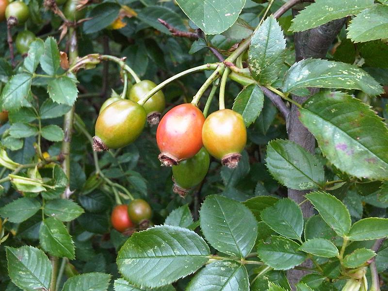 File:Rosa canina - wetland 2.jpg