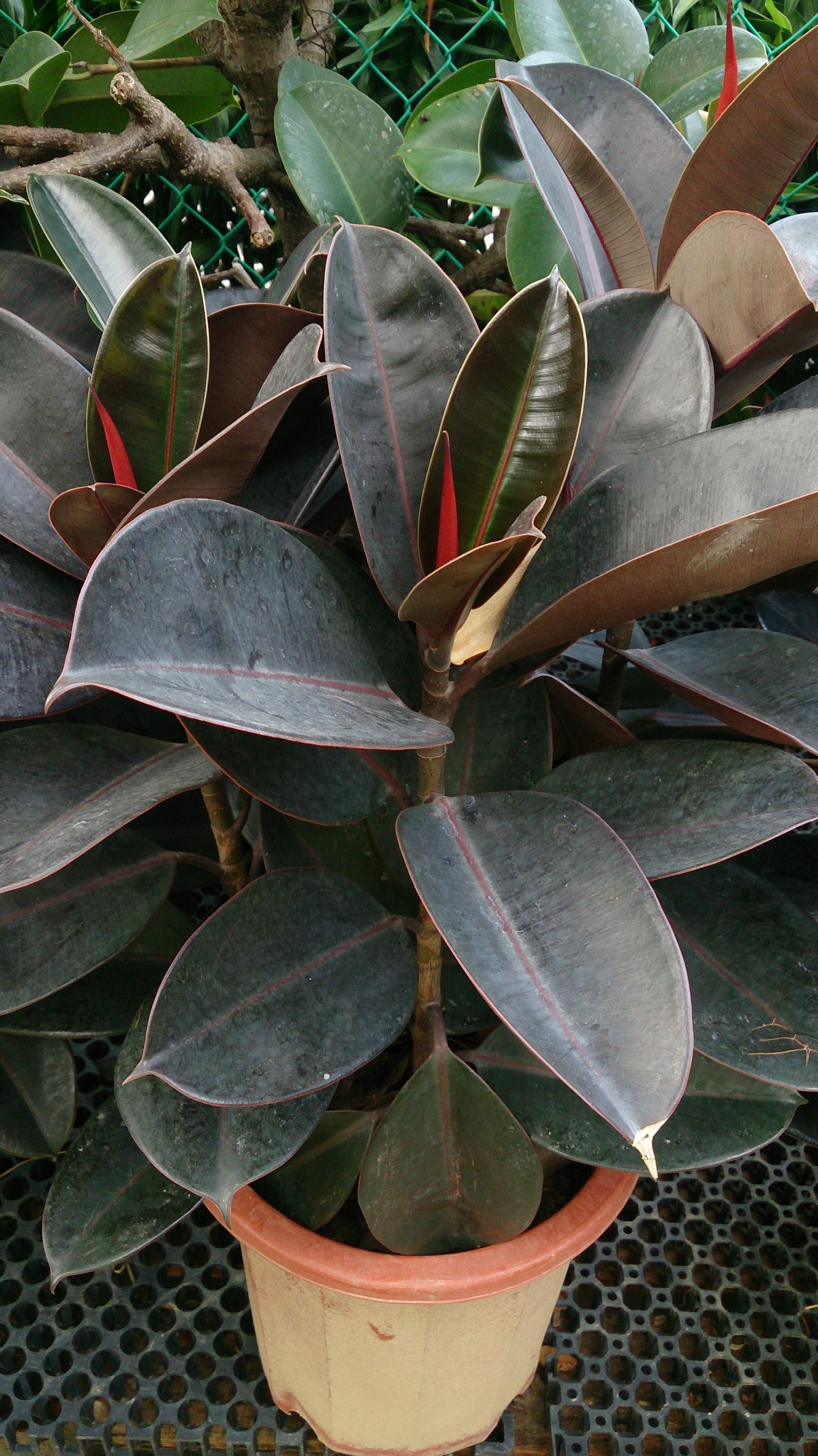 file:rubber plant (ficus elastica 'robusta') - wikimedia commons