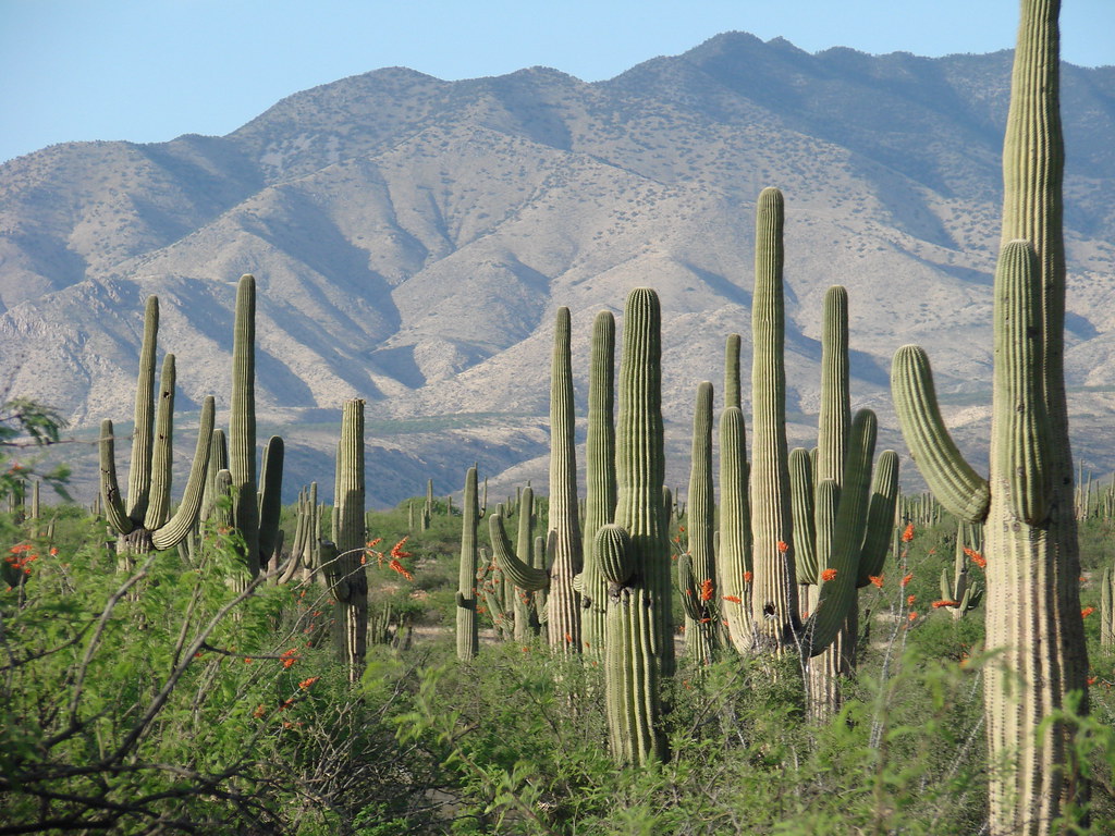 Mujer Al Lado De Un Cactus Alto Del Saguaro En El Paisaje Del