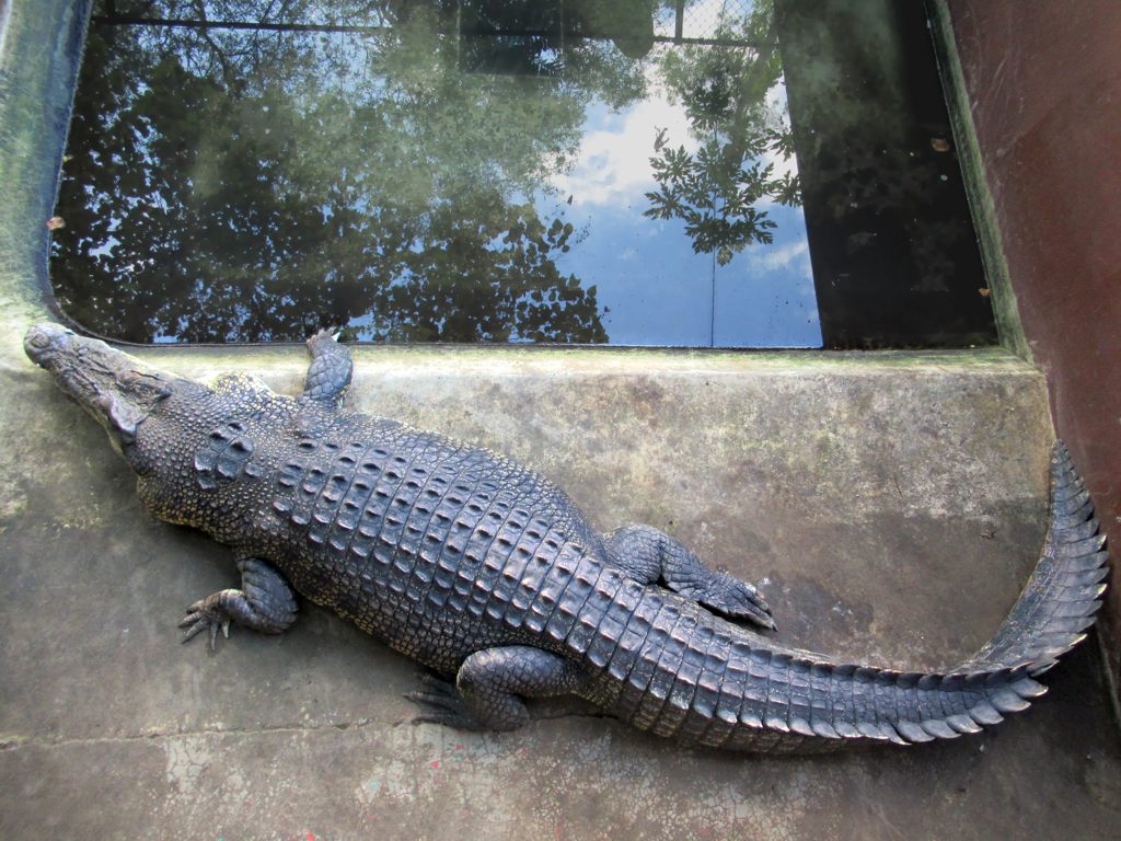 Saltwater crocodile - Wikipedia