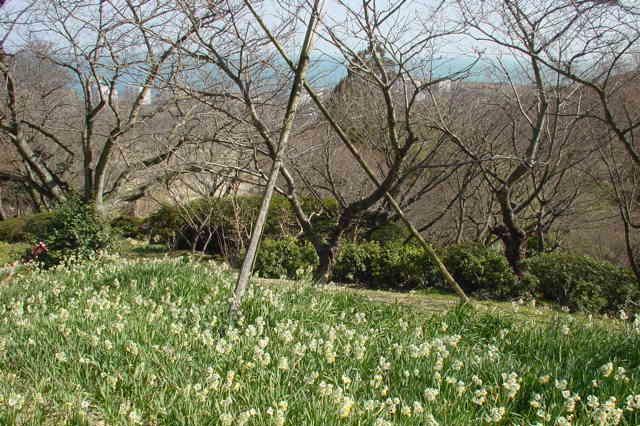 File:Shiranoe botanical gardens.JPG