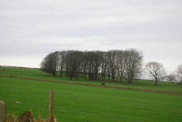 File:Small woodland - geograph.org.uk - 2779959.jpg