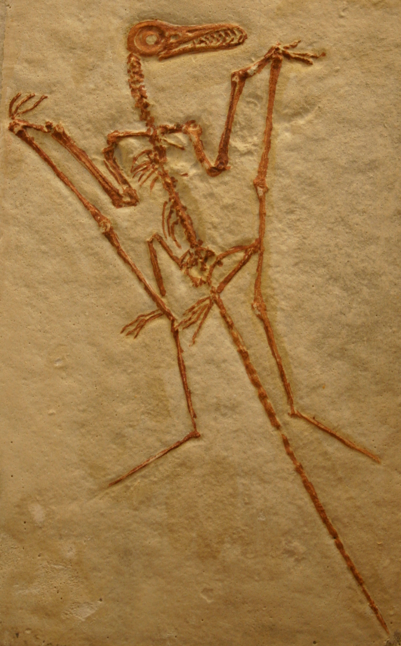 File:Pterodactyloidea indet Solnhofen.jpg - Wikimedia Commons