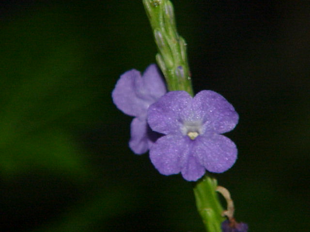 Fleur De Verveine Bleue Dans Le Jardin