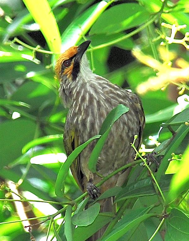 Pycnonotus Zeylanicus