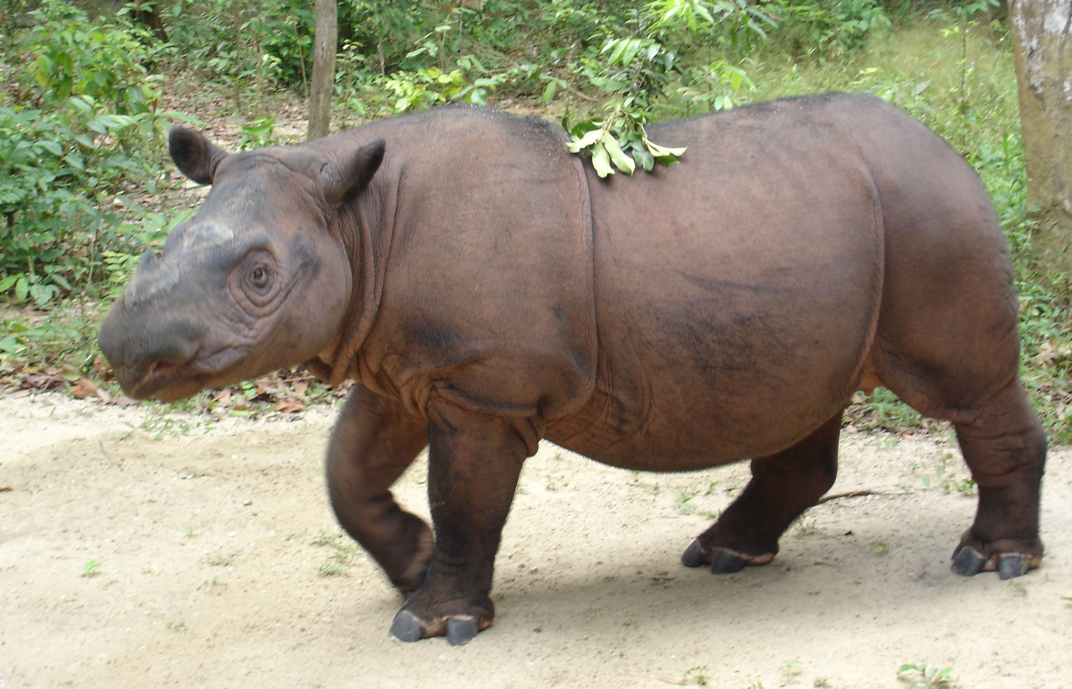 File:Sumatran Rhinoceros at Sumatran Rhino Sanctuary Lampung Indonesia 2013 (cropped).JPG - Wikimedia Commons
