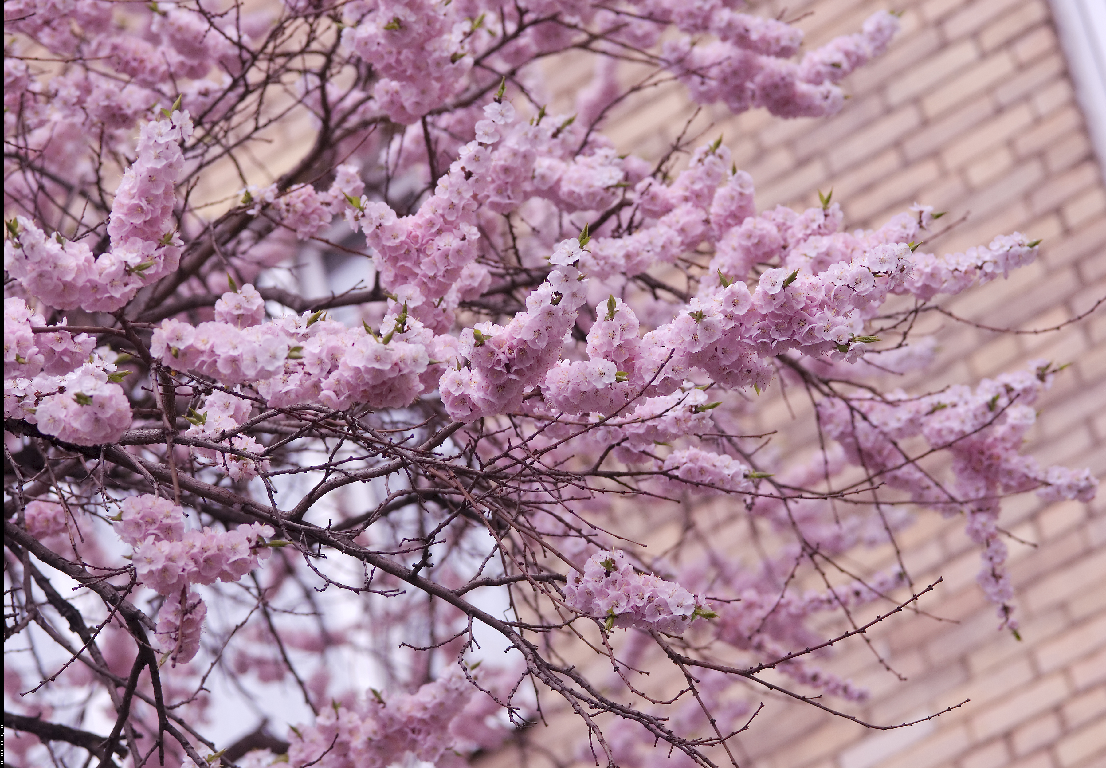 Spring in Moscow