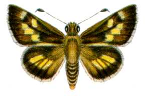 <i>Trapezites luteus</i> Species of butterfly