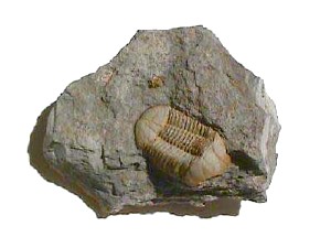 <i>Ductina</i> genus of trilobites