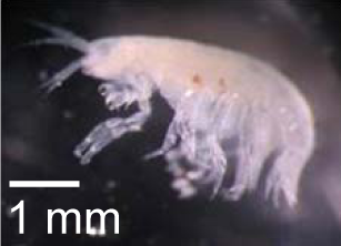 File:Unidentified amphipod - journal.pone.0053590.g003-i.png