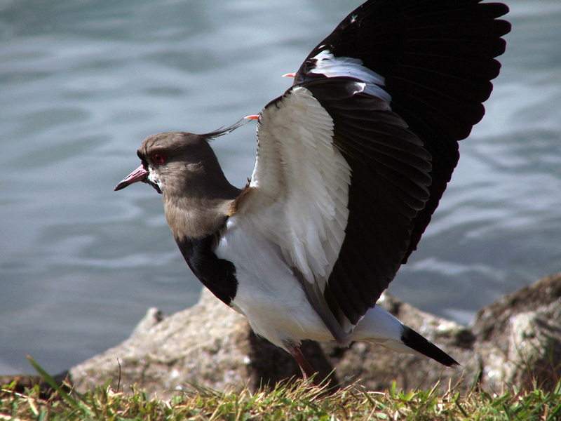 File:Vanellus chilensis showing spurs.jpg