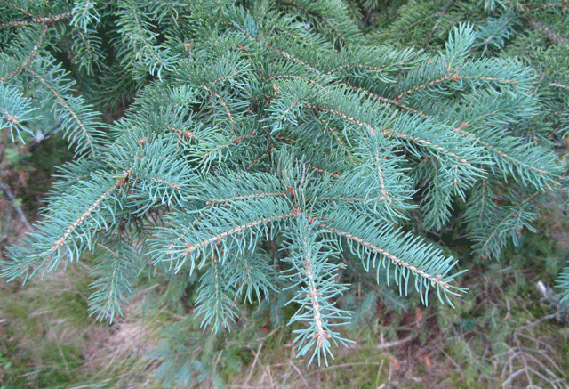 Spruce - Wikipedia