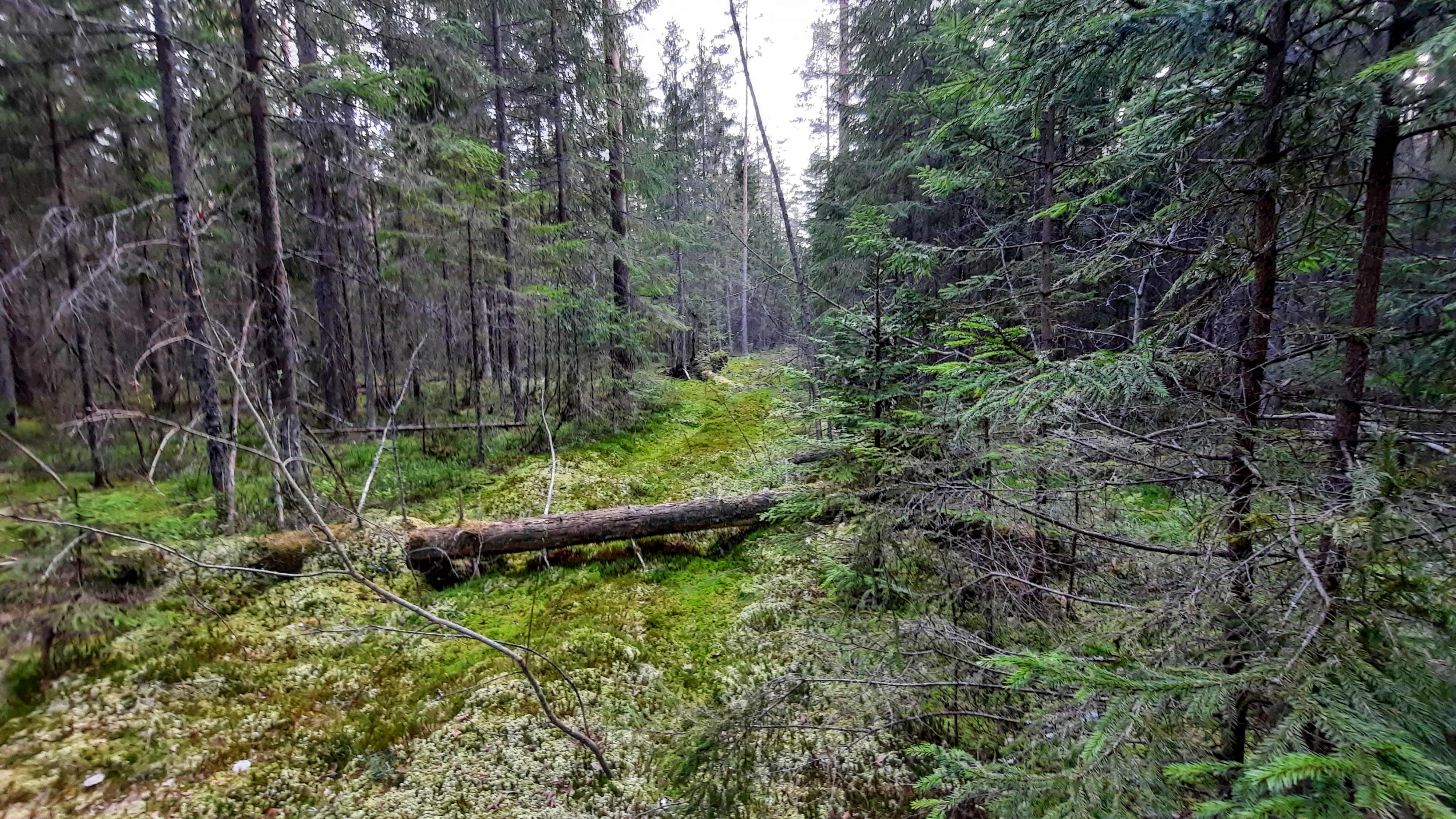 Что происходит в лесу в мае