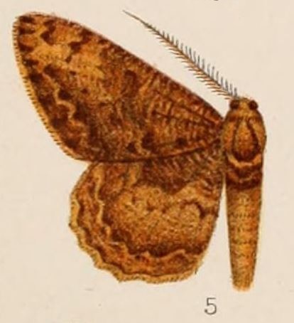 File:05-Boarmia miocrota=Hypomecis separata intectaria (Walker, (1863)).jpg
