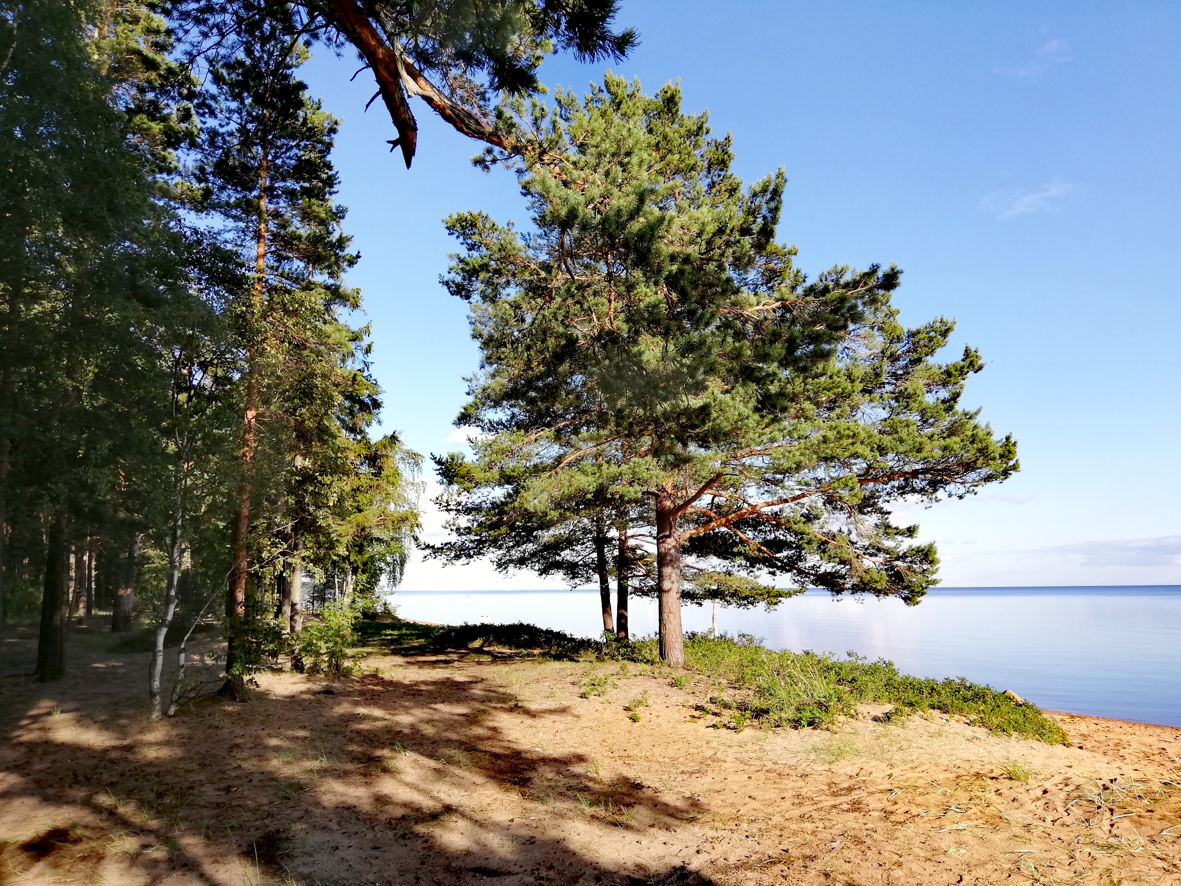 Большая ижора. Царское село финский залив. Финский залив сосны клипарт.