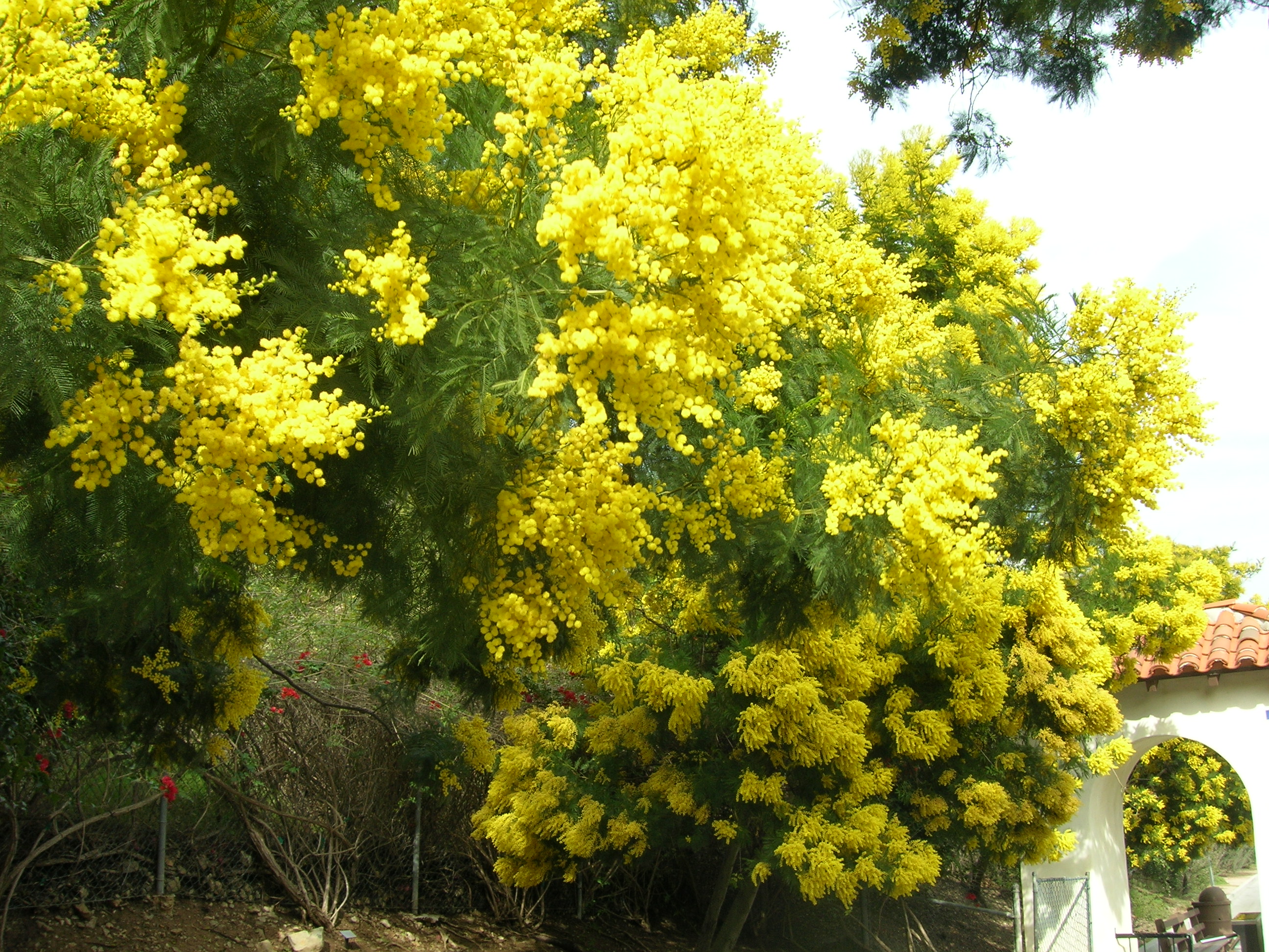 Acacia decurrens - Wikipedia