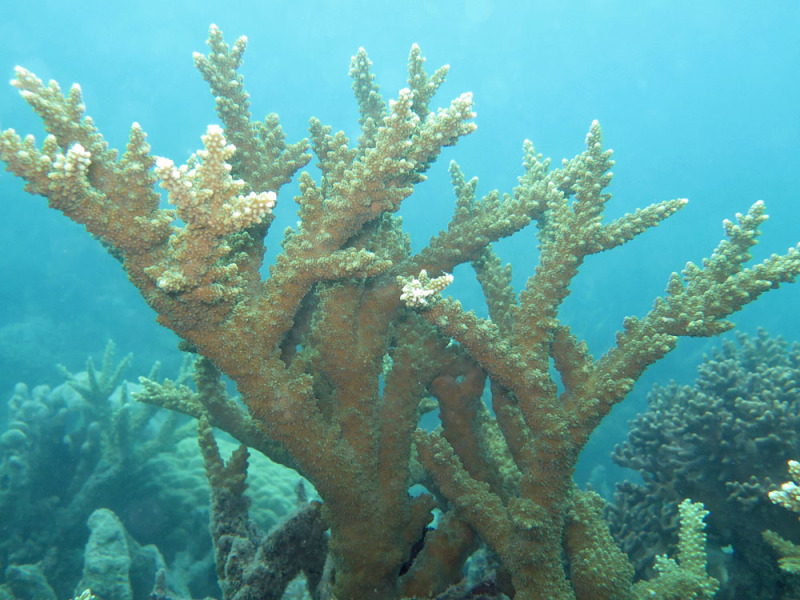 File:Acropora florida, Lizard I..jpeg