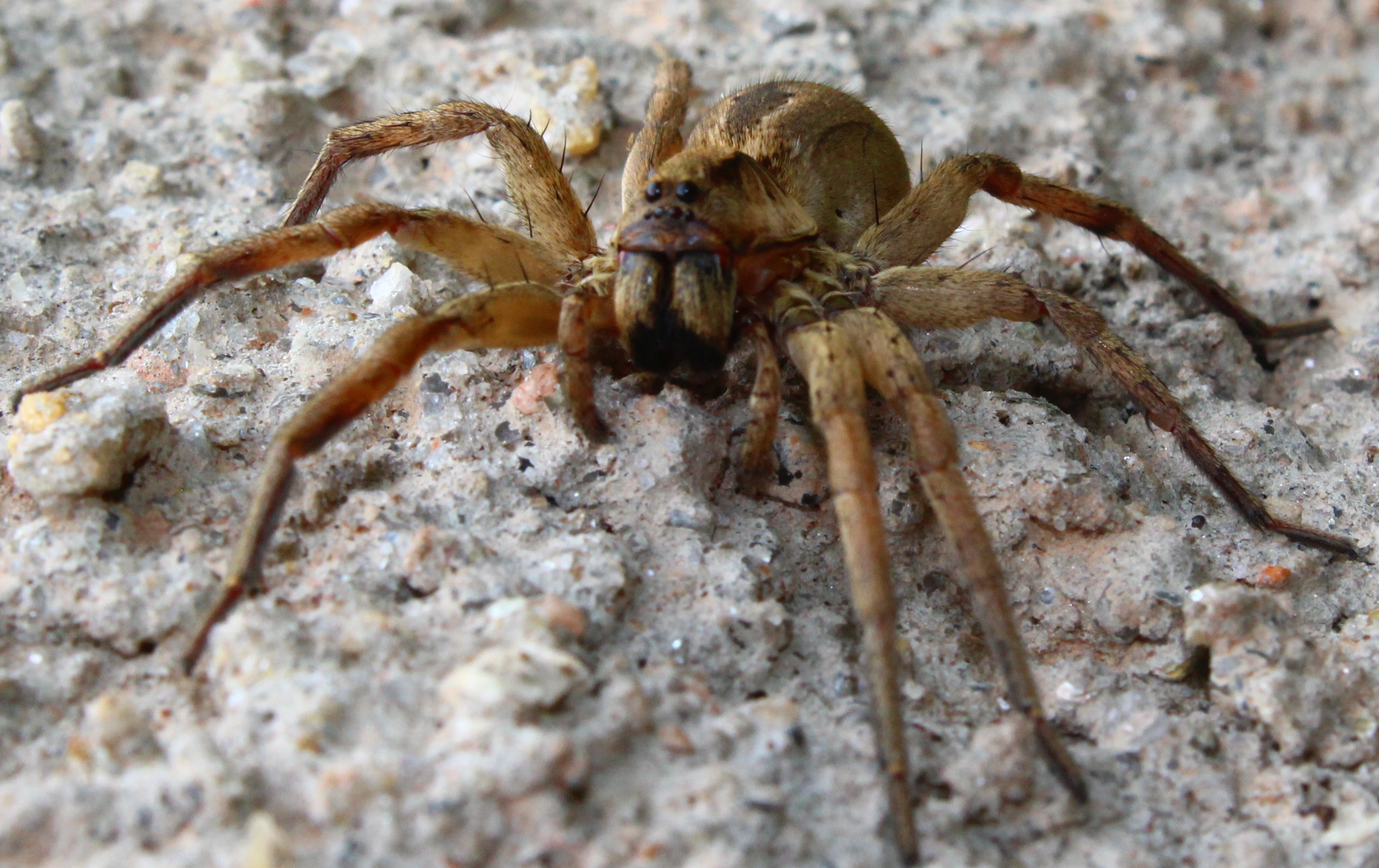 Close-up De Uma Lobo-aranha Em Austrália Central Foto de Stock - Imagem de  lobo, palavra: 48478266