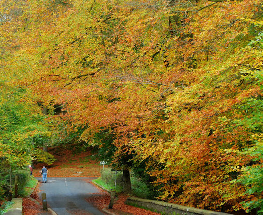 File:Autumn, Minnowburn, Belfast 2009-1 - geograph.org.uk - 1555442.jpg