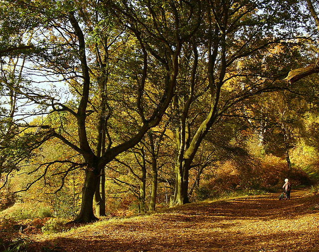 Autumn in Shotover park - geograph.org.uk - 604902