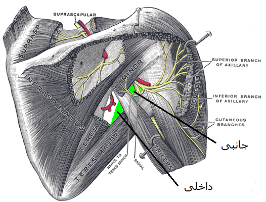 File:Axillary space fa.png