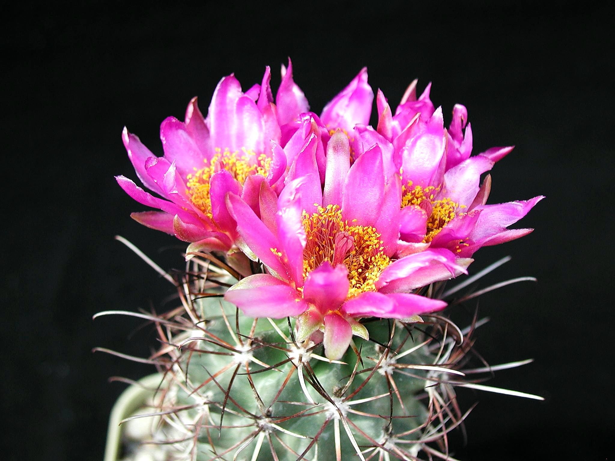Image result for cactus flowers pictures