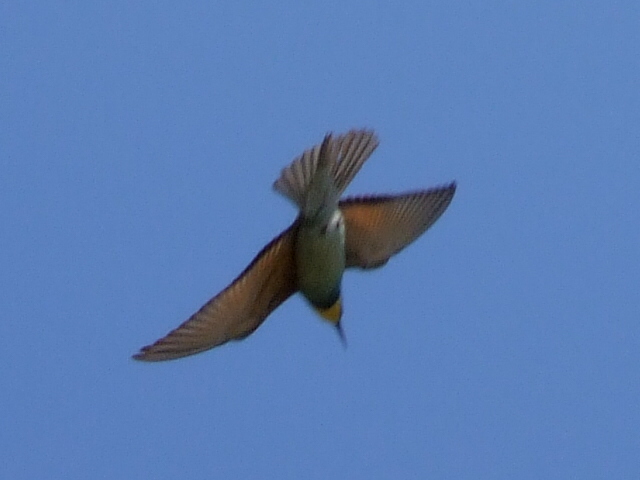 File:Bee-eater.jpg