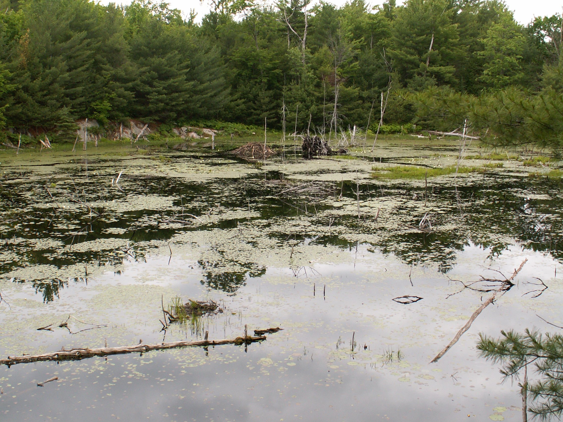 Photo of Maple Campground