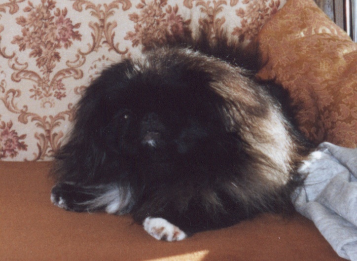 File:Black pekinese tihamer in the bed.jpg