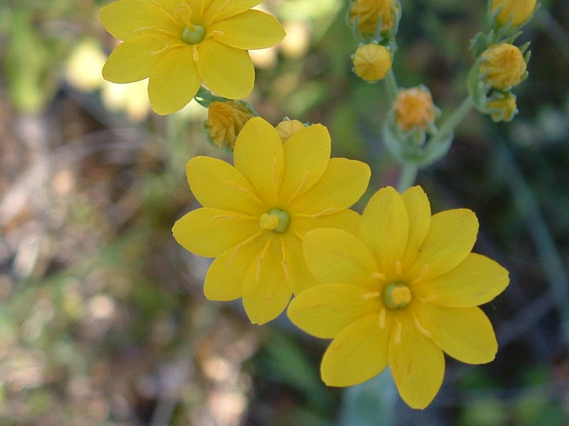 File:Blackstonia perfoliata01.jpg